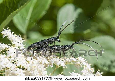 "Capricorn Beetles (Cerambyx scopolii), mating, on Black Elder (Sambucus nigra), Hesse, Germany, Europe" View Large Photo Image Stock Photo - "Capricorn Beetles (Cerambyx scopolii), mating, on Black Elder (Sambucus nigra), Hesse, Germany, Europe". Fotosearch