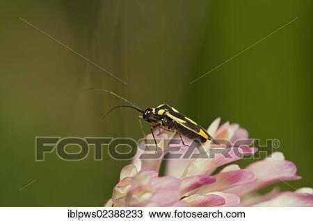 "Capsid bug (Grypocoris stysi), on trefoil, South Wales, United Kingdom, Europe" View Large Photo Image Stock Image - "Capsid bug (Grypocoris stysi), on trefoil, South Wales, United Kingdom, Europe". Fotosearch