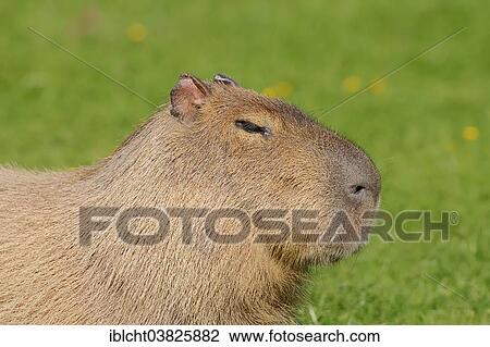 "Capybara (Hydrochoerus capybara, Hydrochaeris hydrochaeris) native to South America, captive, Germany, Europe" View Large Photo Image Stock Image - "Capybara (Hydrochoerus capybara, Hydrochaeris hydrochaeris) native to South America, captive, Germany, Europe". Fotosearch