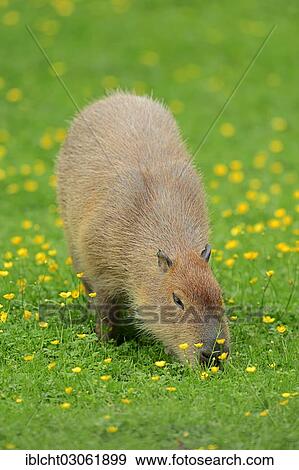 Stock Photo - "Capybara (Hydrochoerus capybara, Hydrochaeris hydrochaeris) on a floral meadow, native of South America, captive, The Netherlands, Europe". Fotosearch