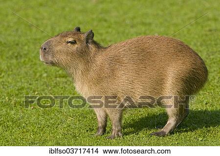 Picture - "Capybara (Hydrochoerus hydrochaeris) standing in a meadow, captive, native to South America, Saxony, Germany, Europe". Fotosearch