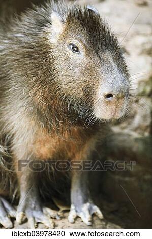 "Capybara (Hydrochoerus hydrochaeris), Wild Animal Rescue Amazoonico, Ahuano, Napo Province, Ecuador, South America" View Large Photo Image Stock Image - "Capybara (Hydrochoerus hydrochaeris), Wild Animal Rescue Amazoonico, Ahuano, Napo Province, Ecuador, South America". Fotosearch