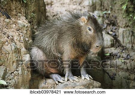 "Capybara (Hydrochoerus hydrochaeris), Wild Animal Rescue Amazoonico, Ahuano, Napo Province, Ecuador, South America" View Large Photo Image Stock Image - "Capybara (Hydrochoerus hydrochaeris), Wild Animal Rescue Amazoonico, Ahuano, Napo Province, Ecuador, South America". Fotosearch