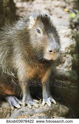 "Capybara (Hydrochoerus hydrochaeris), Wild Animal Rescue Amazoonico, Ahuano, Napo Province, Ecuador, South America" View Large Photo Image Stock Image - "Capybara (Hydrochoerus hydrochaeris), Wild Animal Rescue Amazoonico, Ahuano, Napo Province, Ecuador, South America". Fotosearch