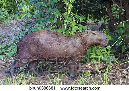 "Capybara (Hydrochoerus hydrochaeris), Pantanal, UNESCO World Heritage Site, Mato Grosso do Sul, Brazil, South America" View Large Photo Image Stock Image - "Capybara (Hydrochoerus hydrochaeris), Pantanal, UNESCO World Heritage Site, Mato Grosso do Sul, Brazil, South America". Fotosearch