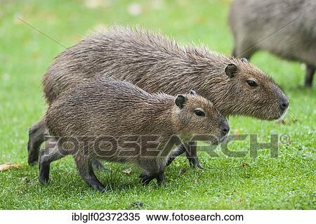 "Capybaras (Hydrochoerus hydrochaeris), Hagenbeck Zoo, Hamburg, Germany, Europe" View Large Photo Image Stock Photography - "Capybaras (Hydrochoerus hydrochaeris), Hagenbeck Zoo, Hamburg, Germany, Europe". Fotosearch