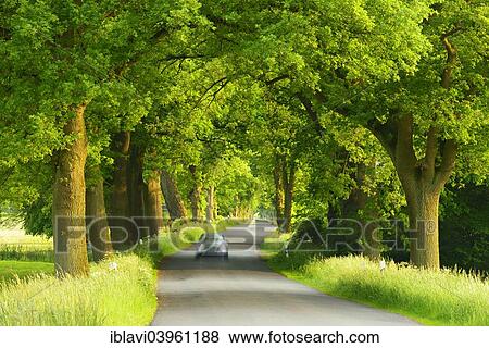 "Car driving on avenue in the evening light, Raguth, Mecklenburg-Western Pomerania, Germany, Europe" View Large Photo Image Stock Photo - "Car driving on avenue in the evening light, Raguth, Mecklenburg-Western Pomerania, Germany, Europe". Fotosearch