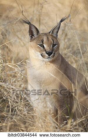"Caracal (Caracal caracal), captive, Harnas Wildlife Foundation, Namibia, Africa" View Large Photo Image Picture - "Caracal (Caracal caracal), captive, Harnas Wildlife Foundation, Namibia, Africa". Fotosearch