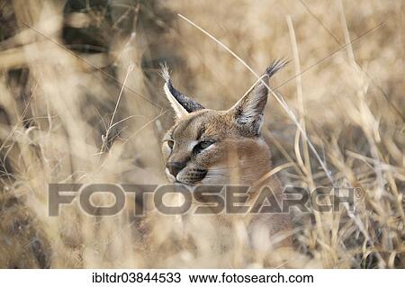 Stock Image - "Caracal (Caracal caracal), captive, Harnas Wildlife Foundation, Namibia, Africa". Fotosearch