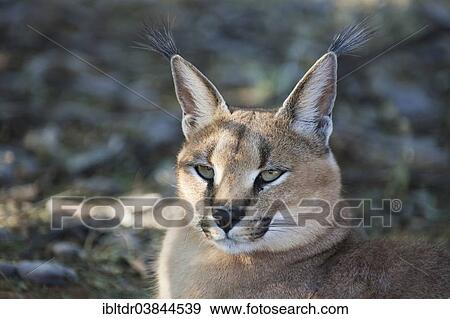 "Caracal (Caracal caracal), captive, Harnas Wildlife Foundation, Namibia, Africa" View Large Photo Image Stock Photo - "Caracal (Caracal caracal), captive, Harnas Wildlife Foundation, Namibia, Africa". Fotosearch