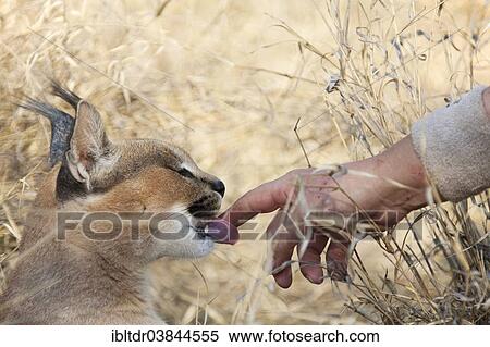 "Caracal (Caracal caracal), interaction between semi-tame animal and keeper, captive, Harnas Wildlife Foundation, Namibia, Africa" View Large Photo Image Stock Photography - "Caracal (Caracal caracal), interaction between semi-tame animal and keeper, captive, Harnas Wildlife Foundation, Namibia, Africa". Fotosearch