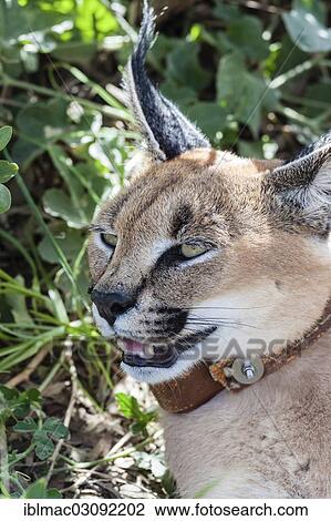Stock Image - "Caracal or Desert Lynx (Caracal caracal) with a radio collar, Naankuse, Namibia, Africa". Fotosearch