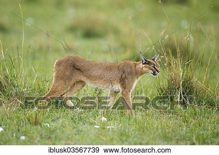 "Caracal or Desert Lynx (Caracal caracal), Massai Mara, Serengeti, Rift Valley province, Kenya, Africa" View Large Photo Image Stock Photo - "Caracal or Desert Lynx (Caracal caracal), Massai Mara, Serengeti, Rift Valley province, Kenya, Africa". Fotosearch