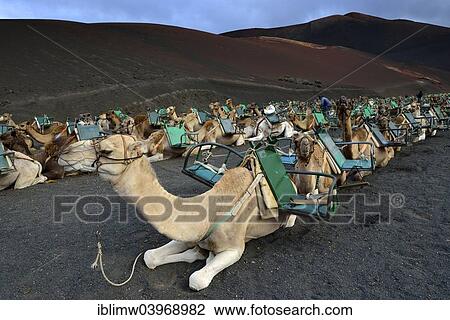 "Caravan, dromedaries and camels being prepared for tourists, Montanas del Fuego, Timanfaya National Park, Lanzarote, Canary Islands, Spain, Europe" View Large Photo Image Stock Image - "Caravan, dromedaries and camels being prepared for tourists, Montanas del Fuego, Timanfaya National Park, Lanzarote, Canary Islands, Spain, Europe". Fotosearch