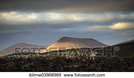 Stock Photo - "Caravan, dromedaries and camels led to the tourist station by a Touareg in the morning light, Montanas del Fuego, Timanfaya National Park, Lanzarote, Canary Islands, Spain, Europe". Fotosearch