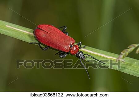 "Cardinal Beetle (Pyrochroa coccinea), Monchbruch Nature Reserve, Morfelden, Hesse, Germany, Europe" View Large Photo Image Stock Image - "Cardinal Beetle (Pyrochroa coccinea), Monchbruch Nature Reserve, Morfelden, Hesse, Germany, Europe". Fotosearch