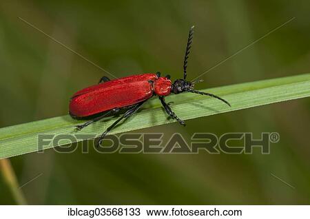 Stock Image - "Cardinal Beetle (Pyrochroa coccinea), Monchbruch Nature Reserve, Morfelden, Hesse, Germany, Europe". Fotosearch