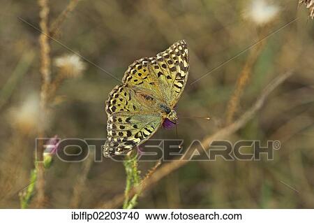 "Cardinal Fritillary (Argynnis pandora), adult, feeding on flower, Bulgaria, Europe" View Large Photo Image Stock Image - "Cardinal Fritillary (Argynnis pandora), adult, feeding on flower, Bulgaria, Europe". Fotosearch