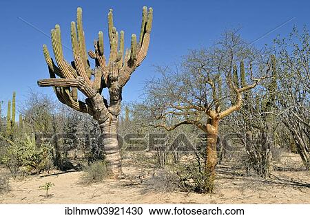 "Cardon Cactus (Pachycereus pringlei) and Elephant Tree (Bursera microphylla), Cactus steppe near La Ventana, Baja California Sur, Mexico, North America" View Large Photo Image Stock Image - "Cardon Cactus (Pachycereus pringlei) and Elephant Tree (Bursera microphylla), Cactus steppe near La Ventana, Baja California Sur, Mexico, North America". Fotosearch