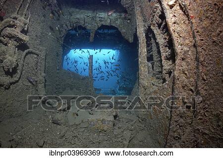 "Cargo space, school of Vanikoro Sweepers (Pempheris vanicolensis), shipwreck of the SS Thistlegorm, Red Sea, Shaab Ali, Sinai Peninsula, Egypt, Africa" View Large Photo Image Stock Photo - "Cargo space, school of Vanikoro Sweepers (Pempheris vanicolensis), shipwreck of the SS Thistlegorm, Red Sea, Shaab Ali, Sinai Peninsula, Egypt, Africa". Fotosearch