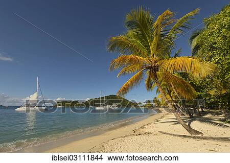 "Caribbean Bay with palm trees and boats, Grenadines, Karibik, Saint Lucia, North America" View Large Photo Image Picture - "Caribbean Bay with palm trees and boats, Grenadines, Karibik, Saint Lucia, North America". Fotosearch