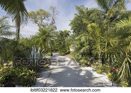 Stock Image - "Caribbean Garden, Naples Botanical Garden, Naples, Collier County, Florida, United States, North America". Fotosearch
