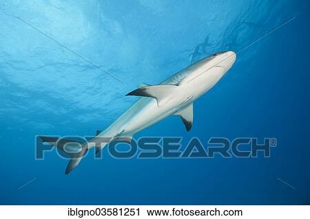 Stock Image - "Caribbean Reef Shark (Carcharhinus perezi), Bahamas, North America". Fotosearch