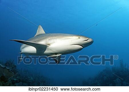 "Caribbean reef shark (Carcharhinus perezi), swimming in open water above a coral reef, Republic of Cuba, Caribbean, Central America" View Large Photo Image Stock Image - "Caribbean reef shark (Carcharhinus perezi), swimming in open water above a coral reef, Republic of Cuba, Caribbean, Central America". Fotosearch