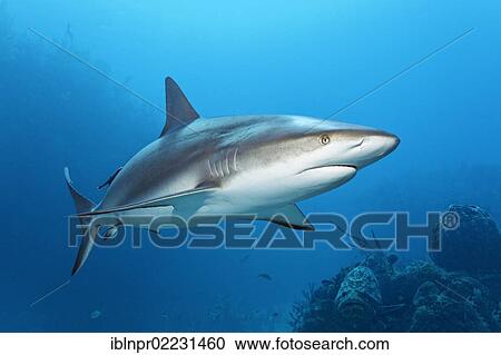 Stock Image - "Caribbean reef shark (Carcharhinus perezi), swimming in open water above a coral reef, Republic of Cuba, Caribbean, Central America". Fotosearch