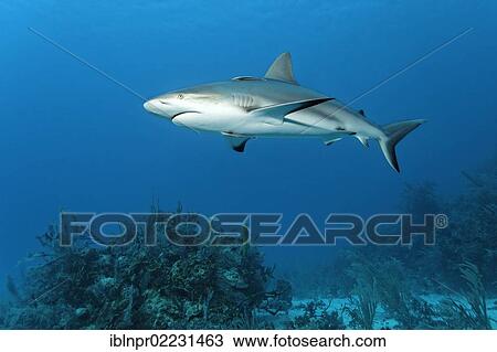 "Caribbean reef shark (Carcharhinus perezi), swimming in open water above a coral reef, Republic of Cuba, Caribbean, Central America" View Large Photo Image Stock Image - "Caribbean reef shark (Carcharhinus perezi), swimming in open water above a coral reef, Republic of Cuba, Caribbean, Central America". Fotosearch