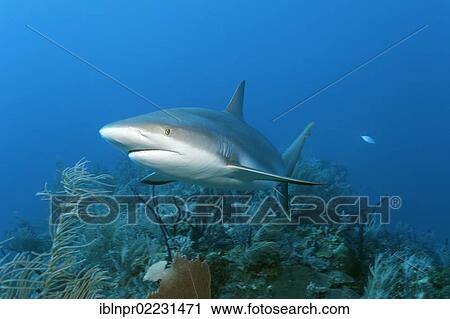 "Caribbean reef shark (Carcharhinus perezi), swimming in open water above a coral reef, Republic of Cuba, Caribbean, Central America" View Large Photo Image Stock Image - "Caribbean reef shark (Carcharhinus perezi), swimming in open water above a coral reef, Republic of Cuba, Caribbean, Central America". Fotosearch