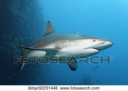 Stock Photo - "Caribbean reef shark (Carcharhinus perezi), coral wall, Republic of Cuba, Caribbean, Central America". Fotosearch