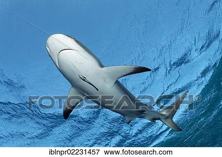"Caribbean reef shark (Carcharhinus perezi), swimming in open water, Republic of Cuba, Caribbean, Central America" View Large Photo Image Stock Photo - "Caribbean reef shark (Carcharhinus perezi), swimming in open water, Republic of Cuba, Caribbean, Central America". Fotosearch