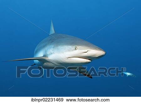 "Caribbean reef shark (Carcharhinus perezi), swimming in open water, Republic of Cuba, Caribbean, Central America" View Large Photo Image Stock Photo - "Caribbean reef shark (Carcharhinus perezi), swimming in open water, Republic of Cuba, Caribbean, Central America". Fotosearch