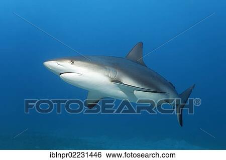 "Caribbean reef shark (Carcharhinus perezi), swimming in open water, Republic of Cuba, Caribbean, Central America" View Large Photo Image Stock Photograph - "Caribbean reef shark (Carcharhinus perezi), swimming in open water, Republic of Cuba, Caribbean, Central America". Fotosearch