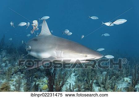 "Caribbean reef shark (Carcharhinus perezi), swimming in open water above a coral reef together with some blue-striped cavallas (Caranx ruber), Republic of Cuba, Caribbean, Central America" View Large Photo Image Stock Photography - "Caribbean reef shark (Carcharhinus perezi), swimming in open water above a coral reef together with some blue-striped cavallas (Caranx ruber), Republic of Cuba, Caribbean, Central America". Fotosearch