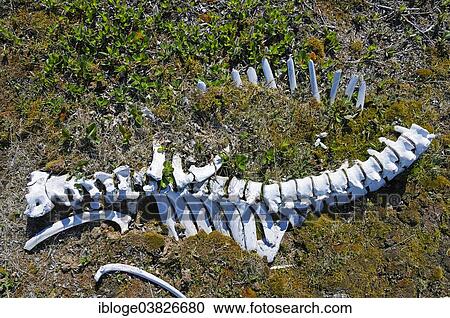 "Caribou skeleton in the tundra, Victoria Island, formerly Holman Island, village of Ulukhaktok, Northwest Territories, Canada, North America" View Large Photo Image Stock Image - "Caribou skeleton in the tundra, Victoria Island, formerly Holman Island, village of Ulukhaktok, Northwest Territories, Canada, North America". Fotosearch