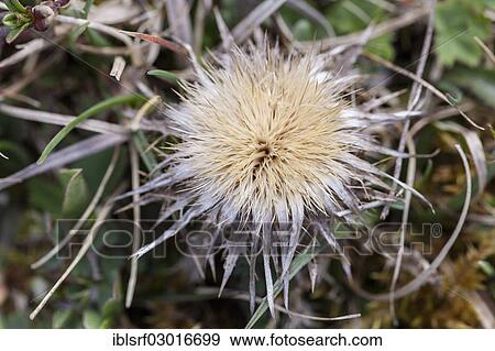 Stock Photo - "Carline Thistle (Carlina vulgaris), Hoher Dornberg, Naturpark Habichtswald, Hesse, Germany, Europe". Fotosearch