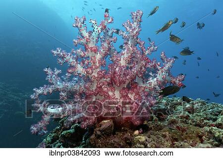 "Carnation Corals (Dendronephthya klunzingeri) on a reef, and various damselfish (Pomacentridae), Dimaniyat Islands nature reserve, Al Batinah region, Oman, Asia" View Large Photo Image Stock Image - "Carnation Corals (Dendronephthya klunzingeri) on a reef, and various damselfish (Pomacentridae), Dimaniyat Islands nature reserve, Al Batinah region, Oman, Asia". Fotosearch