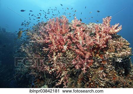 "Carnation Corals (Dendronephthya klunzingeri) on a reef, and various damselfish (Pomacentridae), Dimaniyat Islands nature reserve, Al Batinah region, Oman, Asia" View Large Photo Image Stock Image - "Carnation Corals (Dendronephthya klunzingeri) on a reef, and various damselfish (Pomacentridae), Dimaniyat Islands nature reserve, Al Batinah region, Oman, Asia". Fotosearch