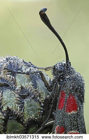 Stock Photography - "Carniolan Burnet Moth (Zygaena carniolica), Bad Hersfeld, Hesse, Germany, Europe". Fotosearch