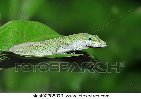 "Carolina Anole, Green Anole or Red-throated Anole (Anolis carolinensis), Florida, USA" View Large Photo Image Stock Photo - "Carolina Anole, Green Anole or Red-throated Anole (Anolis carolinensis), Florida, USA". Fotosearch