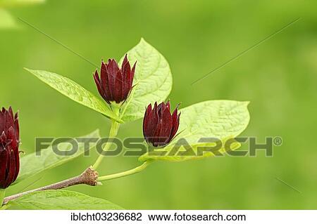 Stock Image - "Carolina Sweetshrub (Calycanthus floridus), branch with flowers, occurrence in North America, North Rhine-Westphalia, Germany, Europe". Fotosearch