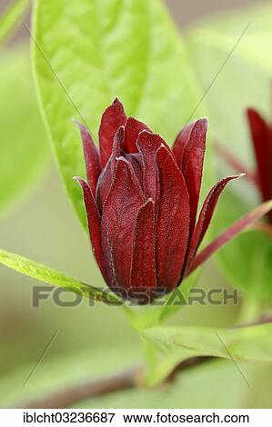 "Carolina Sweetshrub (Calycanthus floridus), in flower, occurrence in North America, North Rhine-Westphalia, Germany, Europe" View Large Photo Image Stock Photo - "Carolina Sweetshrub (Calycanthus floridus), in flower, occurrence in North America, North Rhine-Westphalia, Germany, Europe". Fotosearch