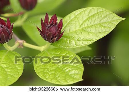Stock Photography - "Carolina Sweetshrub (Calycanthus floridus), branch with flowers, occurrence in North America, North Rhine-Westphalia, Germany, Europe". Fotosearch