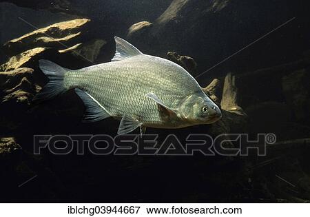 "Carp Bream (Abramis brama), captive, France, Europe" View Large Photo Image Stock Photo - "Carp Bream (Abramis brama), captive, France, Europe". Fotosearch