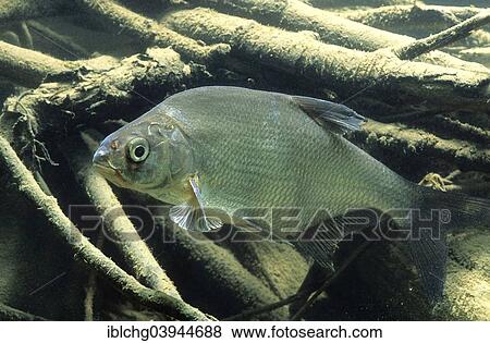 Stock Photo - "Carp Bream (Abramis brama), captive, France, Europe". Fotosearch