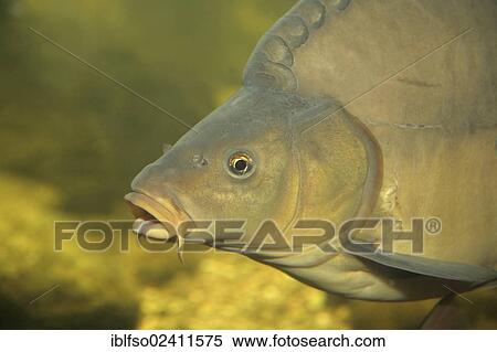Stock Photography - Carp (Cyprinus carpio), portrait, Mecklenburg-Western Pomerania, Germany, Europe. Fotosearch