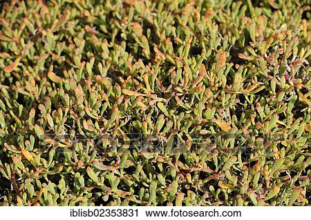 "Carpet of Shoreline purslane (Sesuvium portulacastrum), South Plaza Island, Isla Plaza Sur, Galapagos, UNESCO World Heritage Site, Ecuador, South America" View Large Photo Image Stock Image - "Carpet of Shoreline purslane (Sesuvium portulacastrum), South Plaza Island, Isla Plaza Sur, Galapagos, UNESCO World Heritage Site, Ecuador, South America". Fotosearch