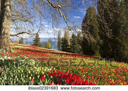 Stock Image - "Carpet of tulips on Mainau Island, views of the snow-capped Alps at back, Baden-Wuerttemberg, Germany, Europe, PublicGround, Europe". Fotosearch